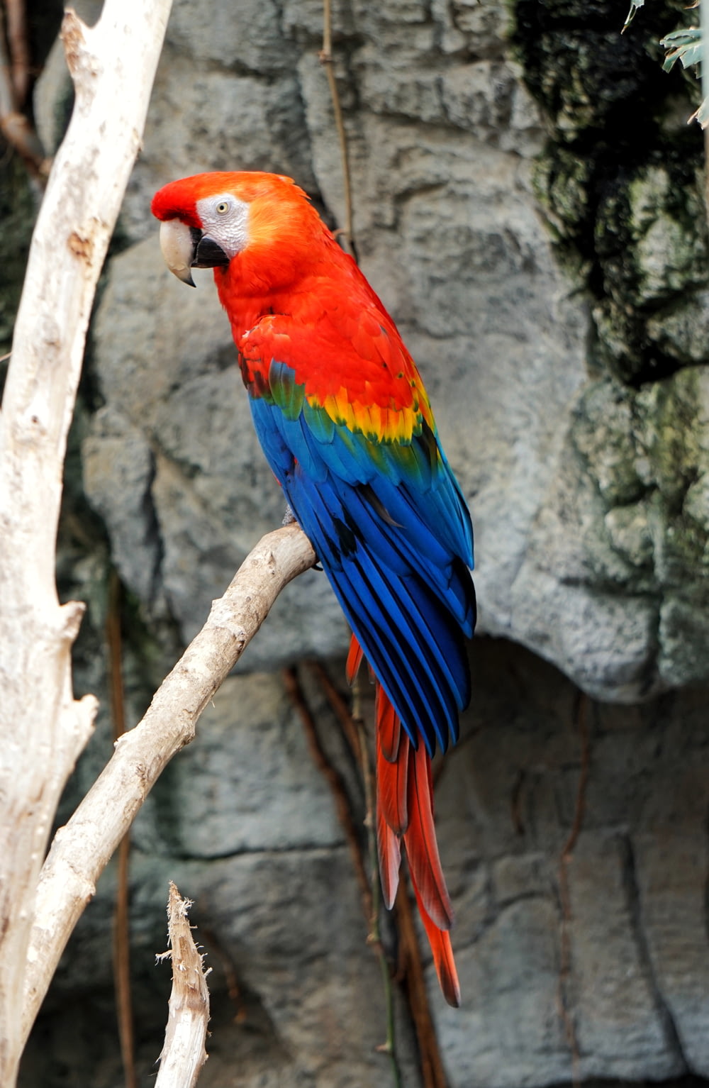 red macaw bird on tree branch