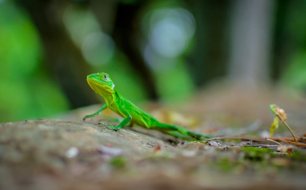 closeup photography of green lizard