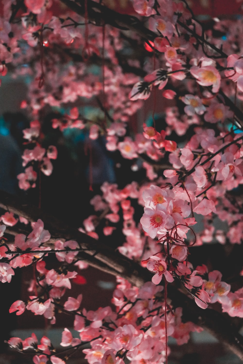 핑크 꽃이 만발한 나무의 근접 촬영 사진