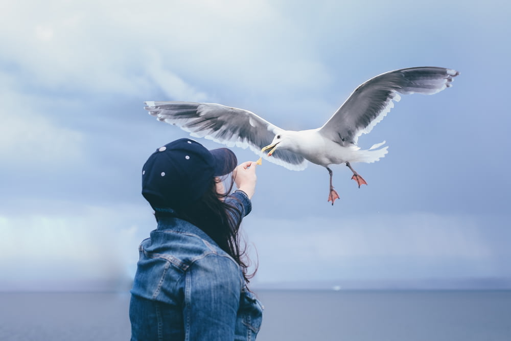 mulher alimentando gaivota voadora durante o dia