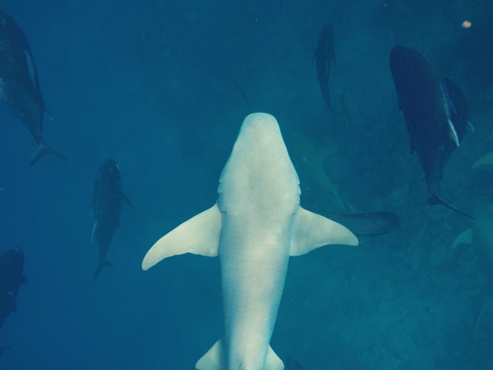 underwater photo of shark