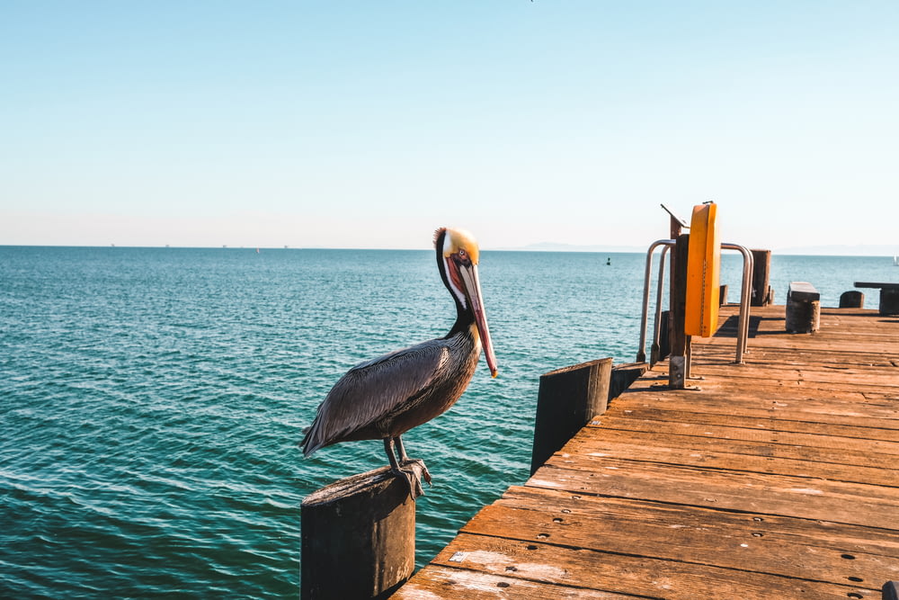 a pelican is standing on a dock near the water