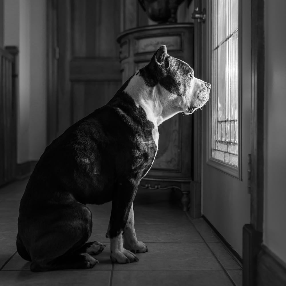 grayscale photo of dog staring outside through window