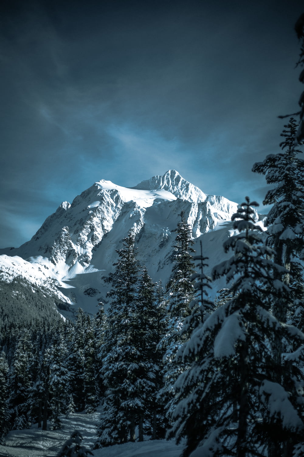 pinheiros cobertos de neve e montanha