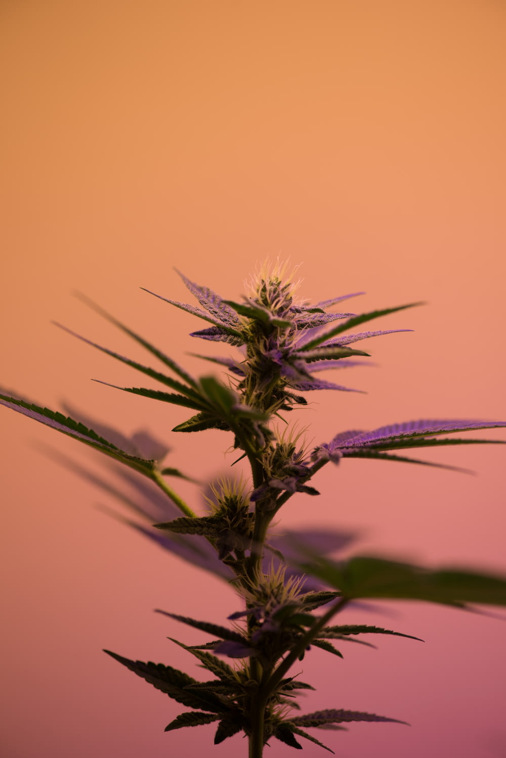 fotografia de foco seletivo da planta cannabis sativa