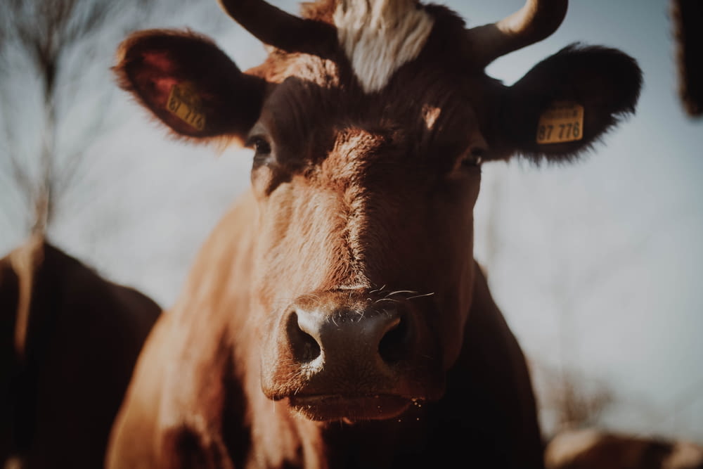 selective focus photography of brown cow