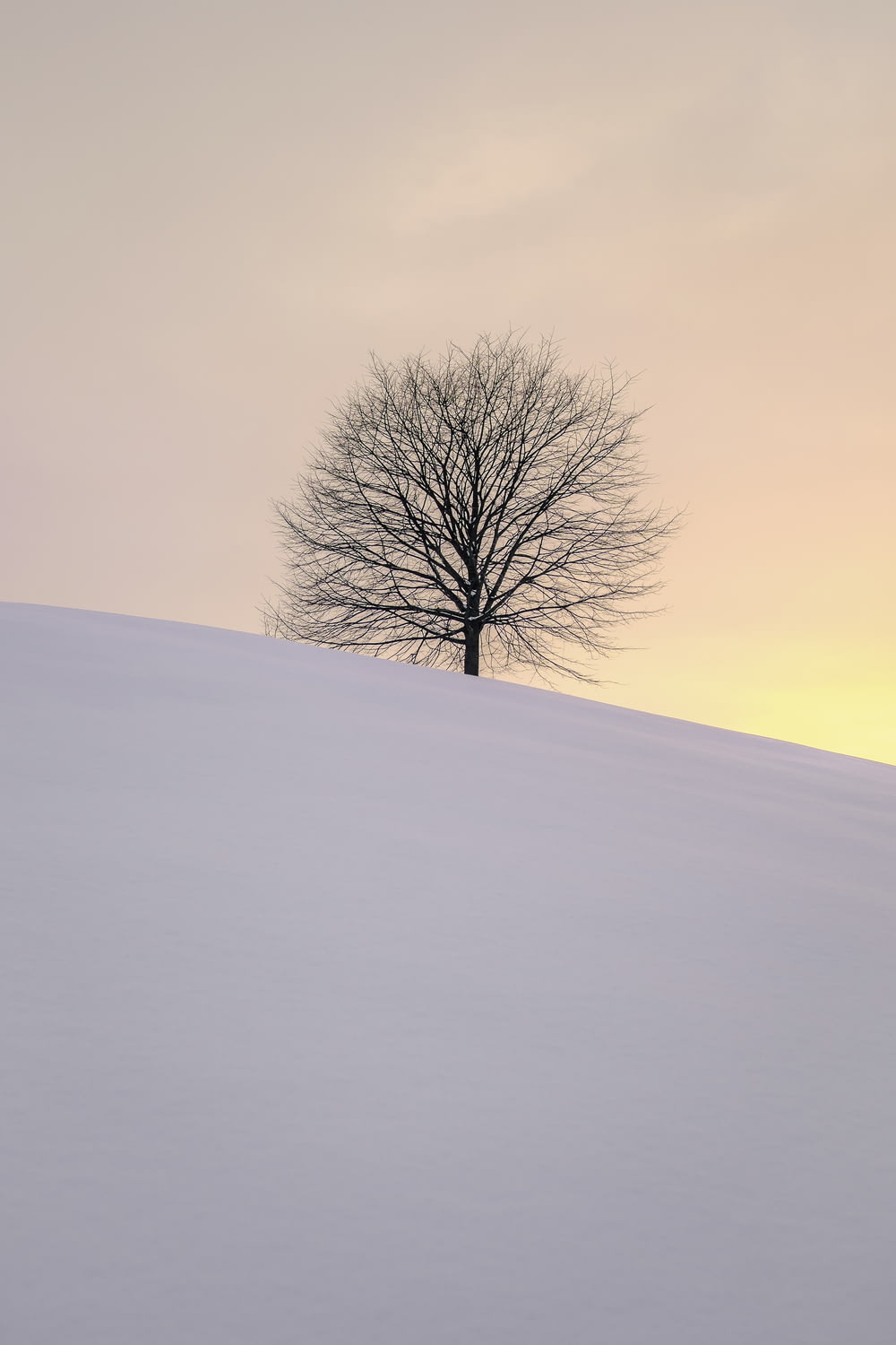leafless tree on the hill