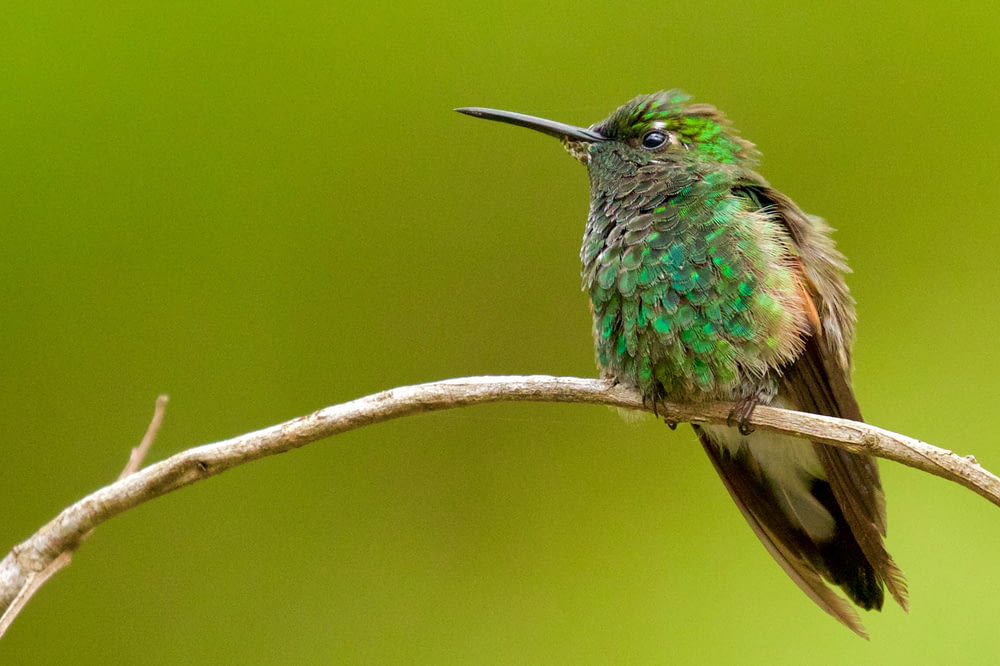 Drittelregel Fotografie von grünen und braunen Vögeln