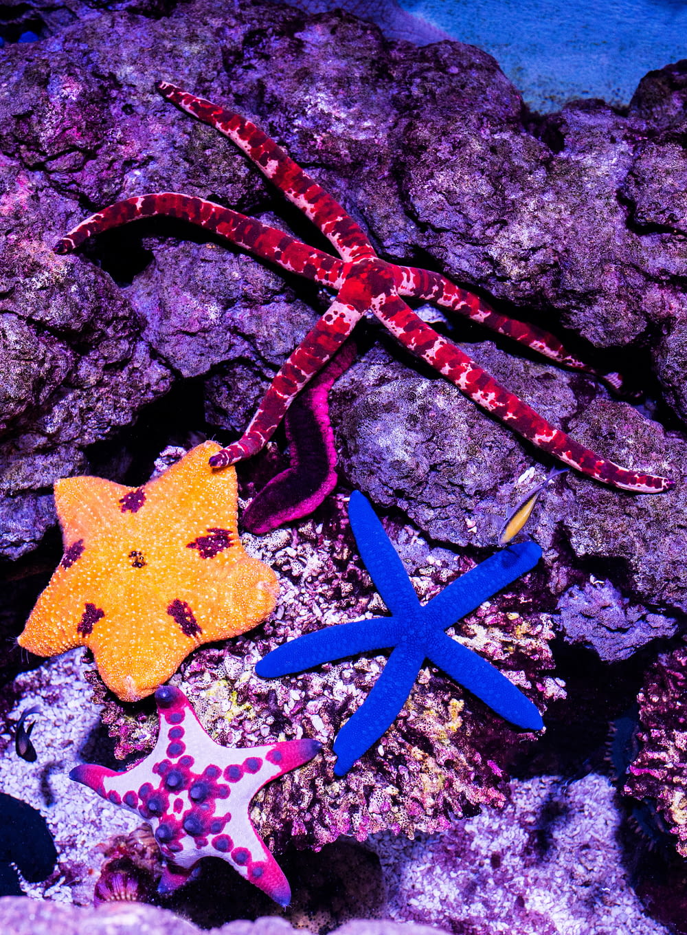 shallow focus photo of blue starfish