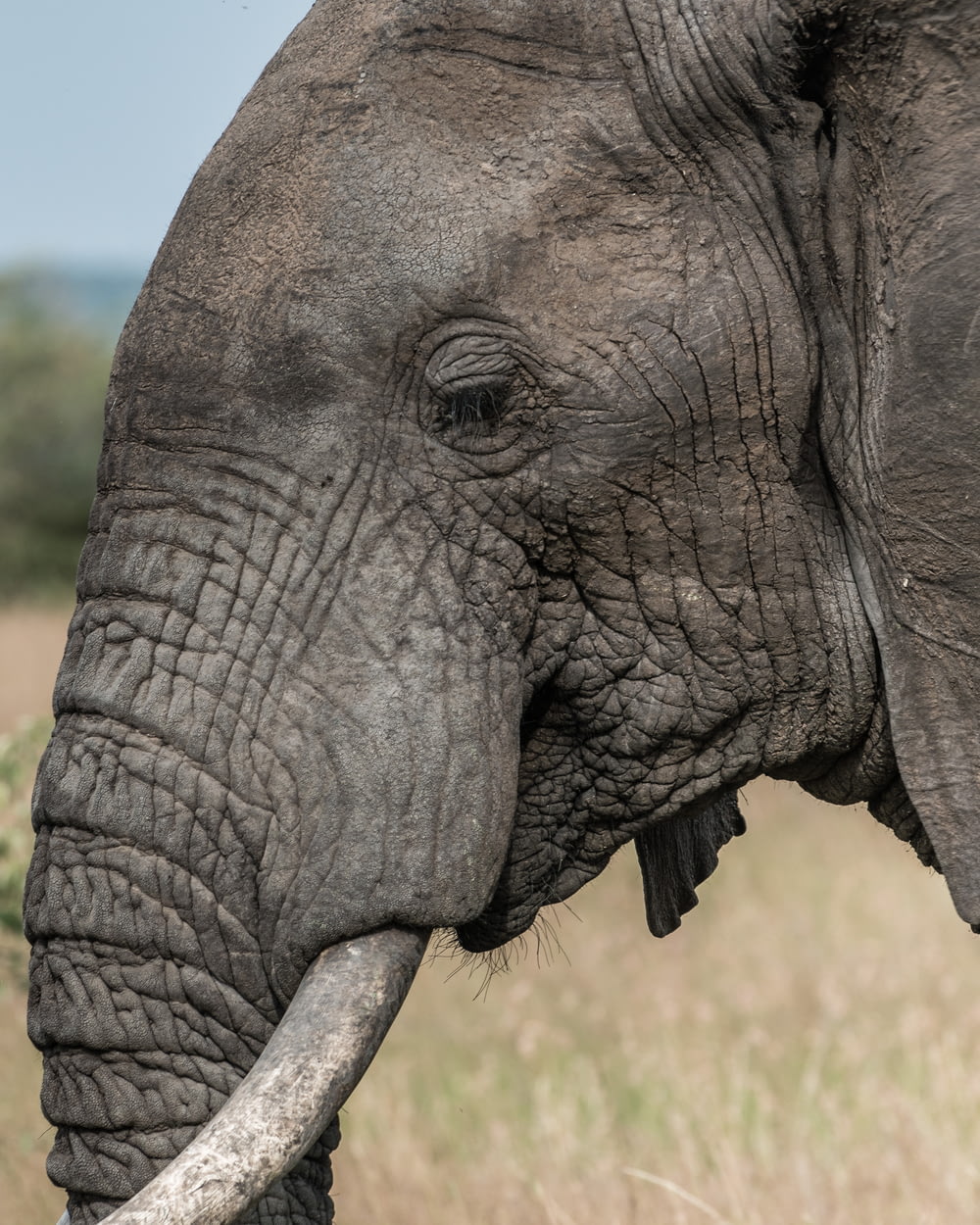 Fotografía de enfoque superficial de elefante