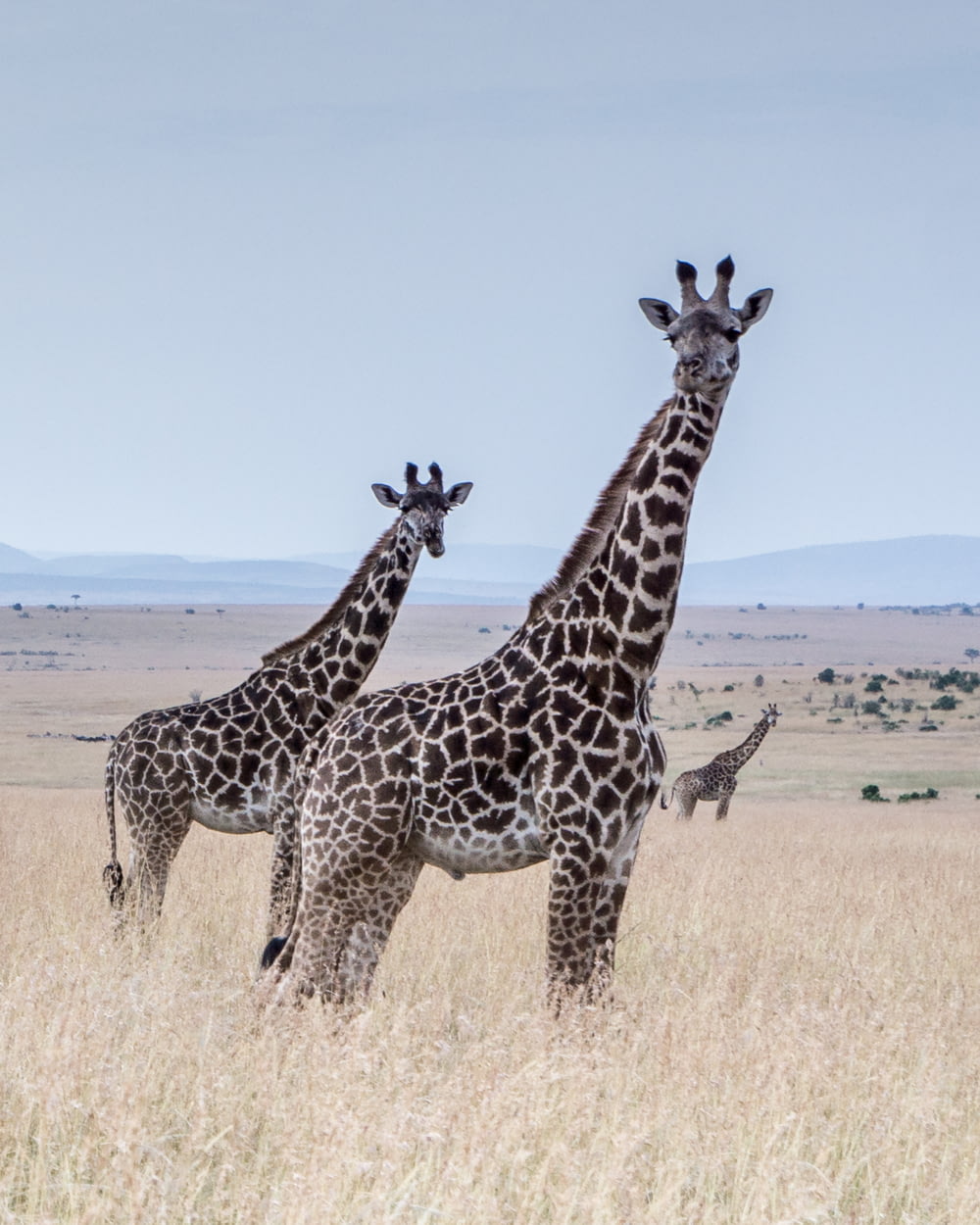Giraffen in der Mitte des Feldes
