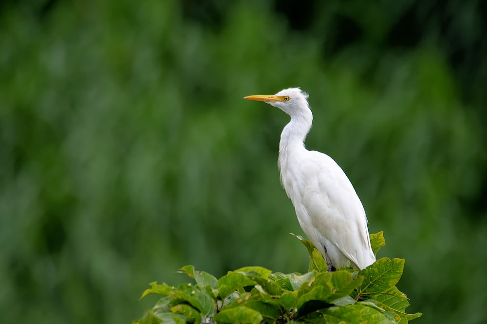 Weißer Vogel sitzt auf Pflanze