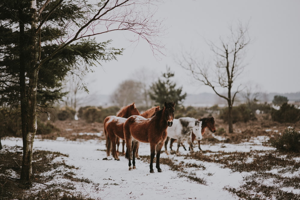group of horse near tree during daytime