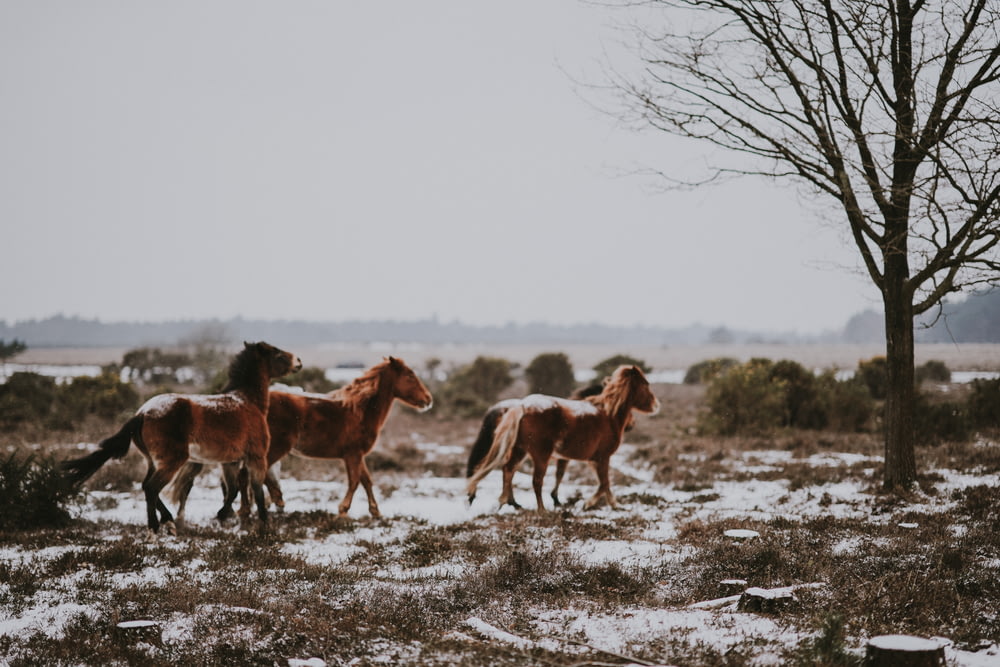 three brown horses near black tree landscape photo