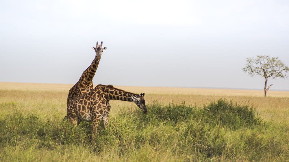 two giraffes at grass field