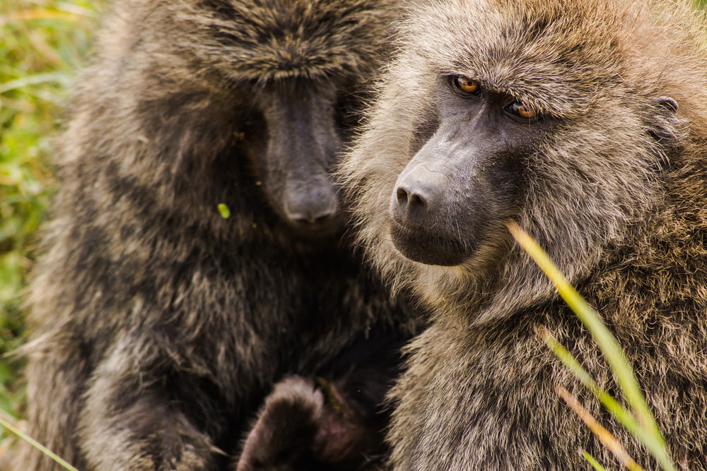 closeup photography of two brown monkeys