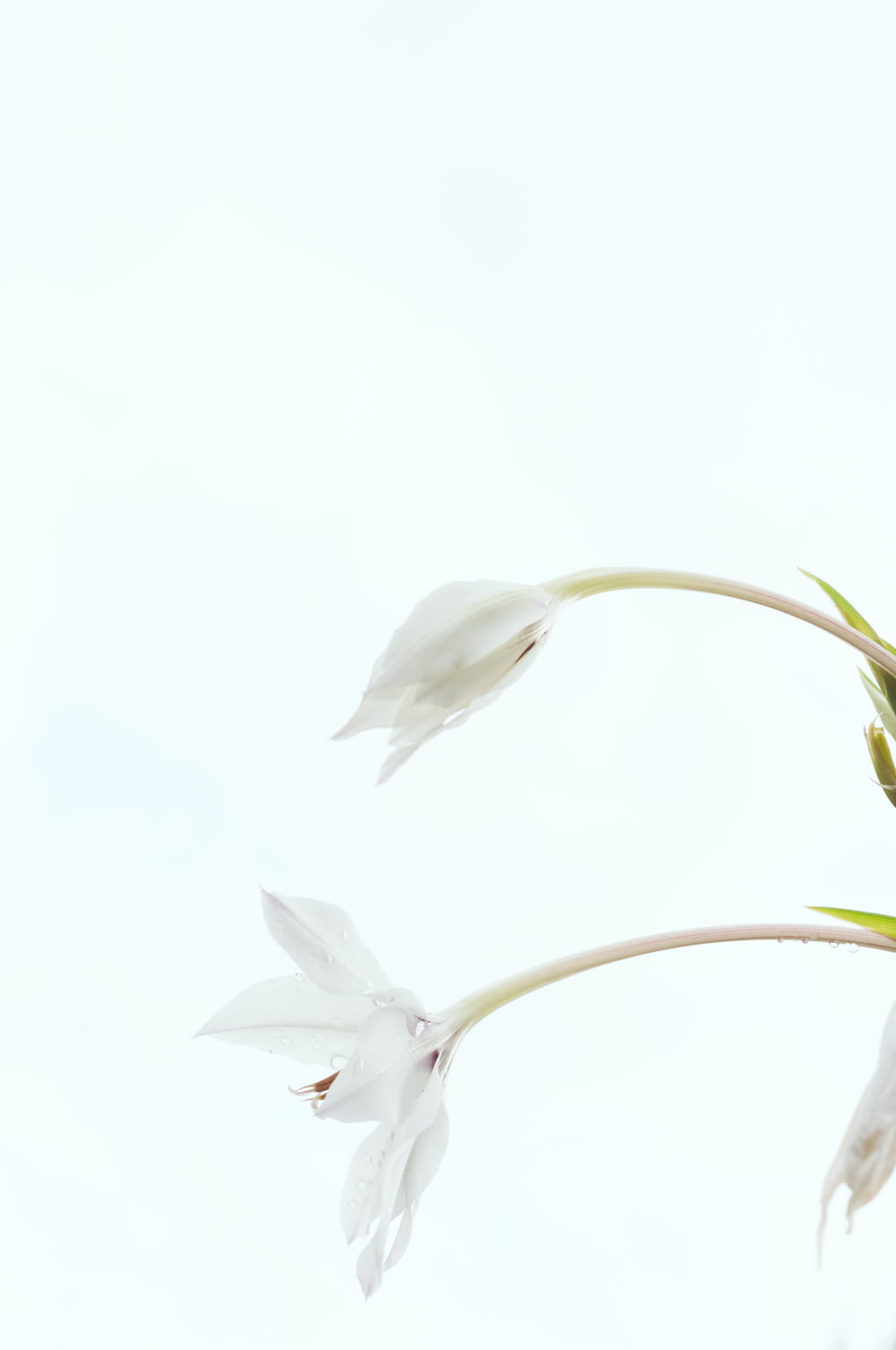 white petal flower on white backgrond