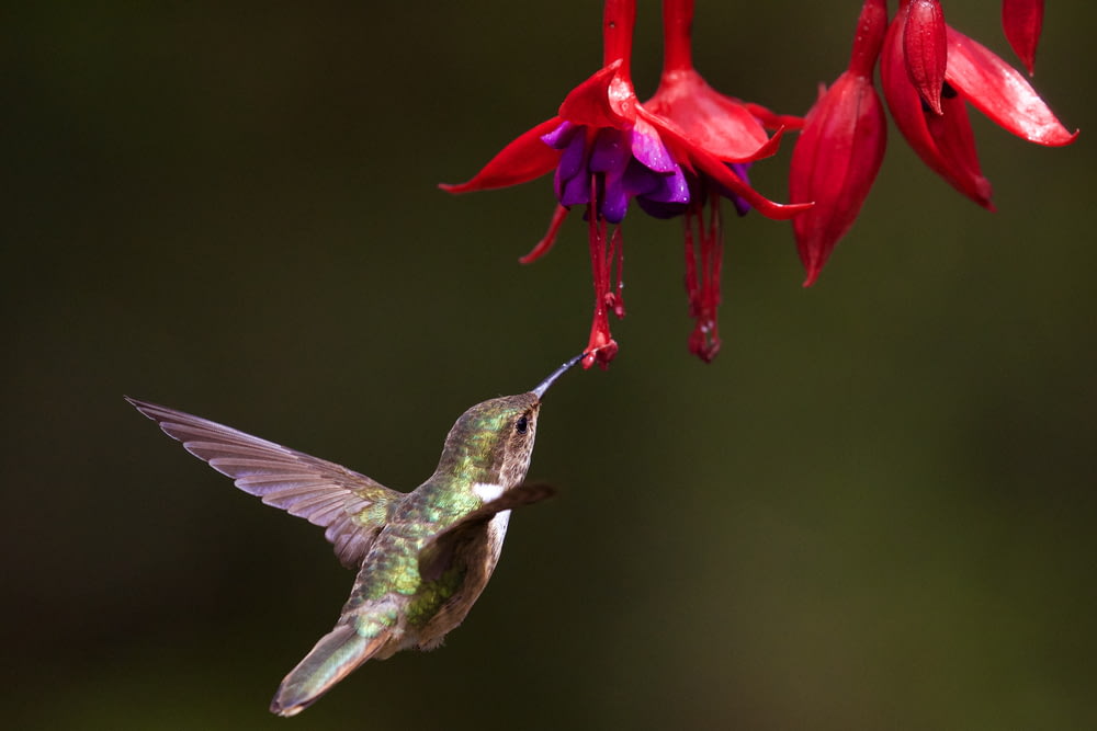 Selektives Fokusfoto eines braunen Kolibris