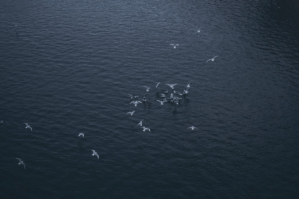 flock of seagull flying on ocean during daytime