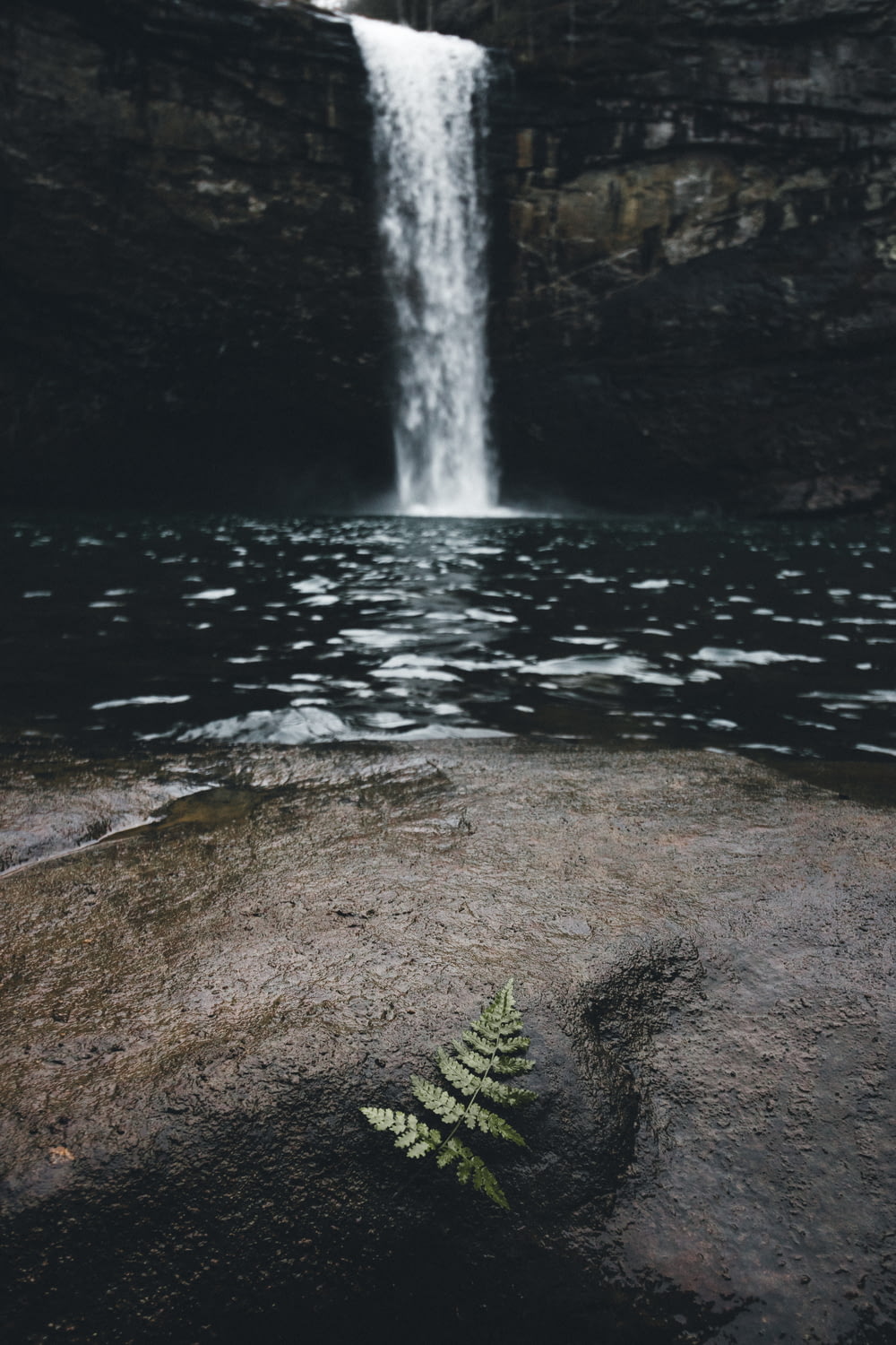 folha verde na rocha molhada perto do corpo de água