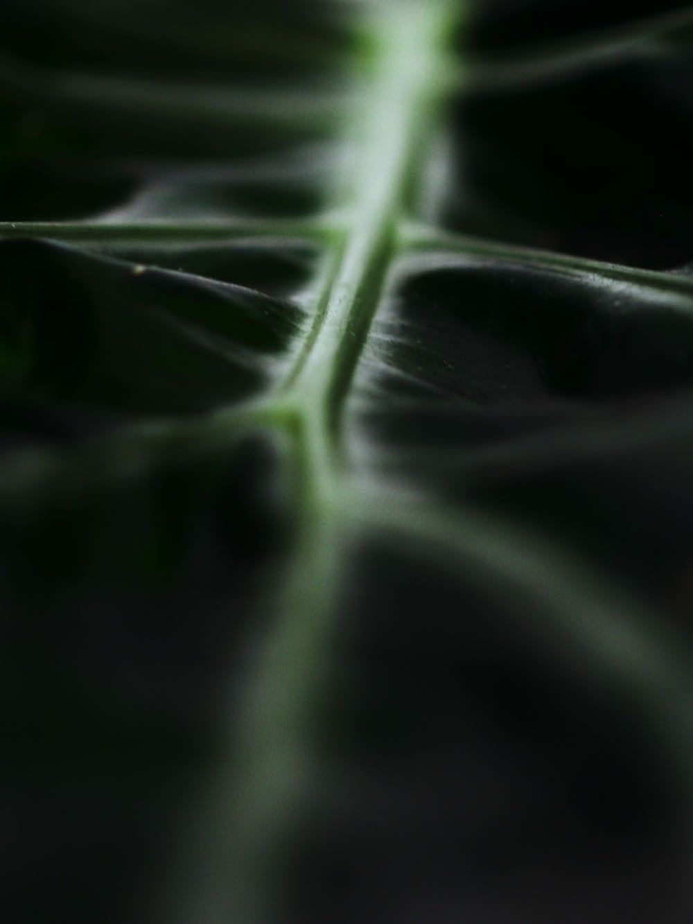 Fotografía macro de hoja verde