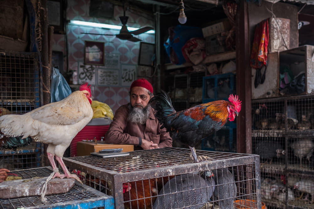 two roosters on pet crates in front of man in red cap during daytime