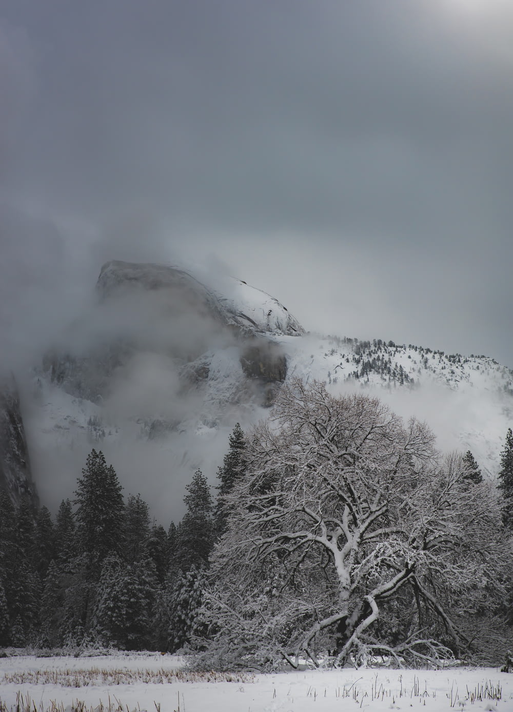 Foto de paisaje de montaña y árbol cubierto de nieve