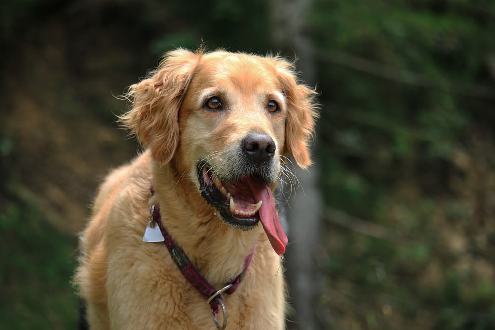 foto ravvicinata di cane marrone chiaro a pelo corto