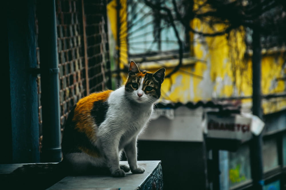 a cat is sitting on a ledge outside
