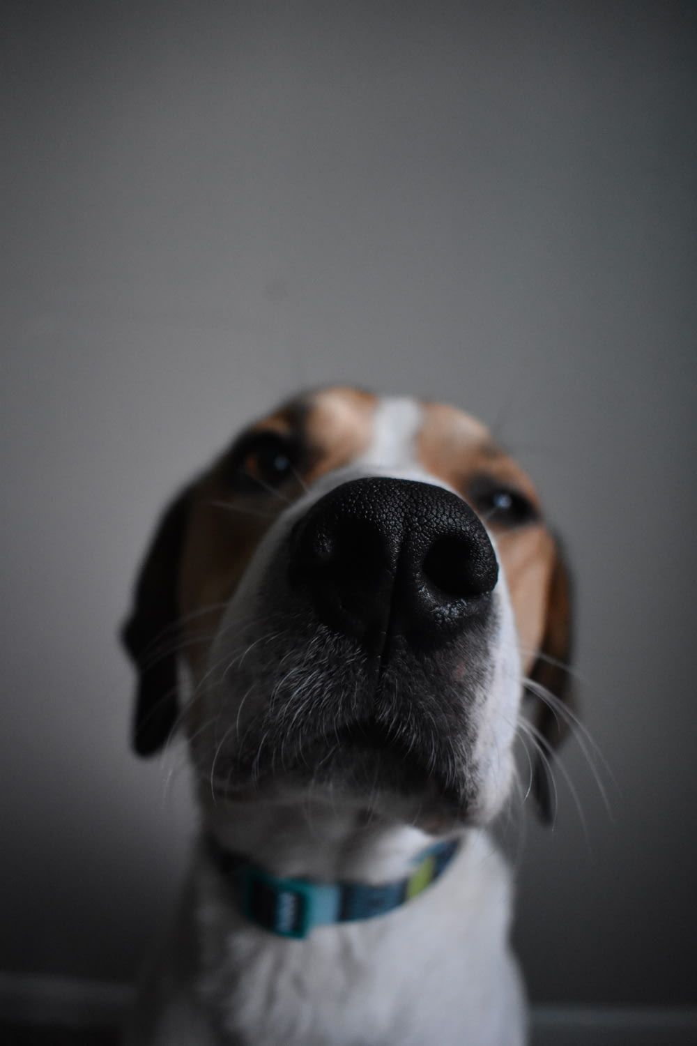 fotografia de closeup do cão marrom e branco