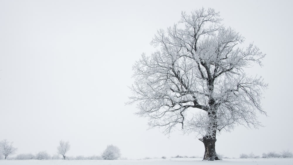 tree on snowy weather