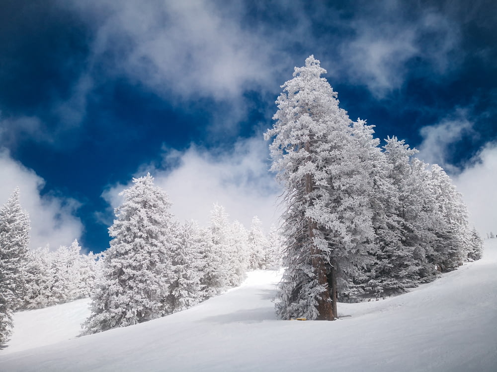 landscape photography of tree coated by snow under blue sky
