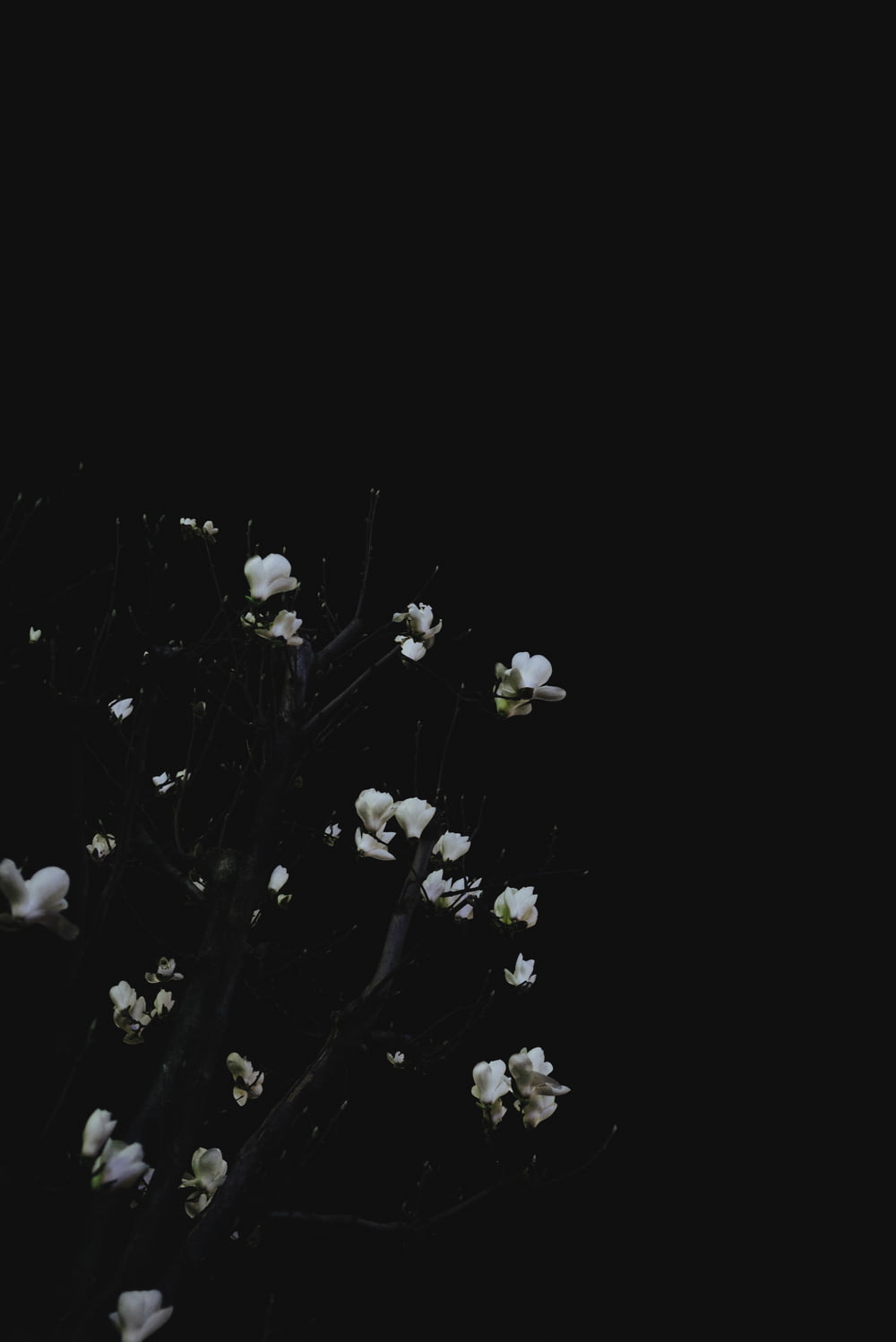 흰 잎 식물의 근접 촬영 사진