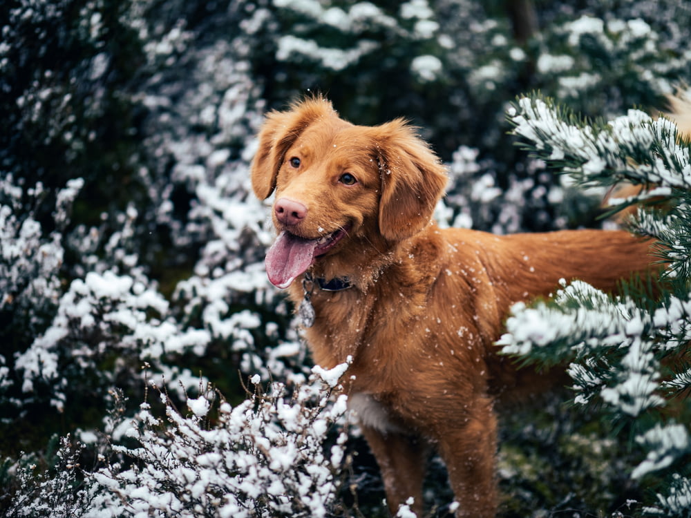 Cão cercado por árvores cobertas de neve