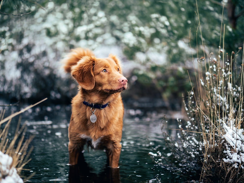 cão marrom de pelo curto no corpo da água