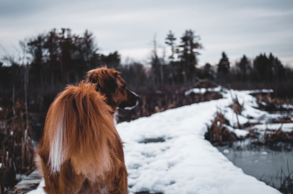 long-coated brown dog on snowy field