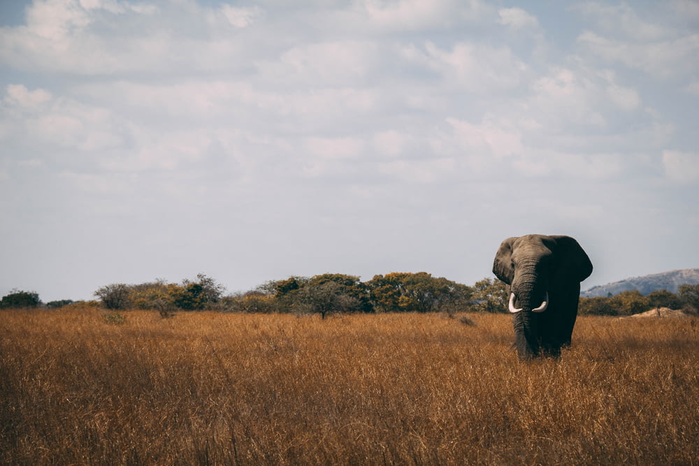foto di elefante grigio sull'erba