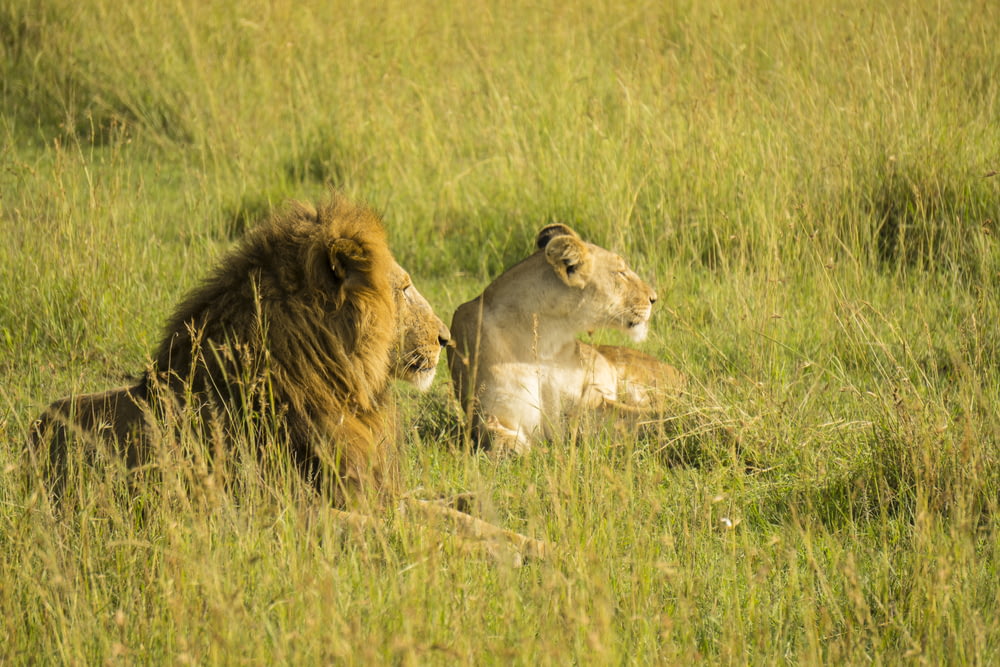 lion rest on grass field
