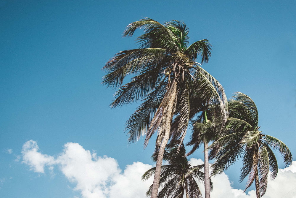 photo of coconut trees