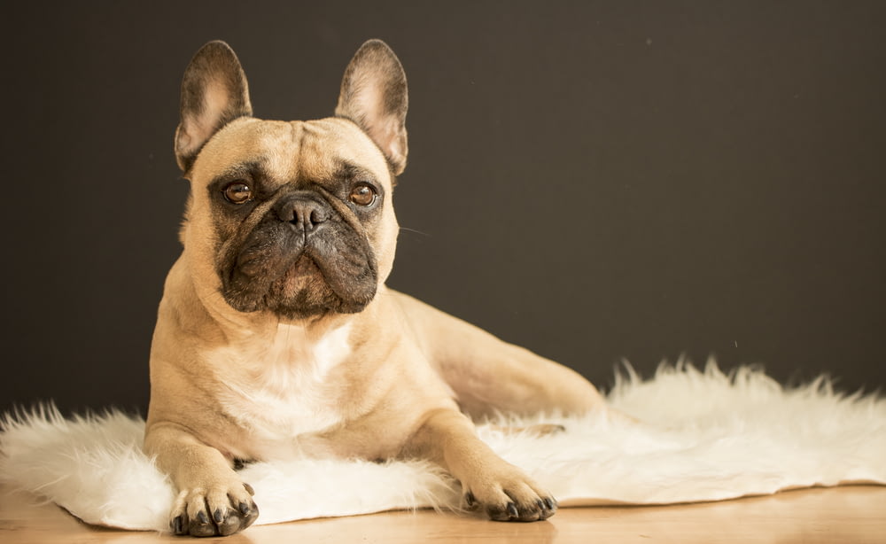 bulldog francese marrone e nero sdraiato su tappeto di area di pelliccia bianca