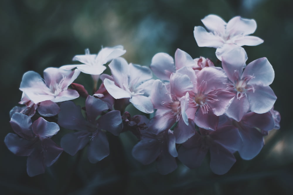 Photographie sélective de fleurs aux pétales blancs et roses