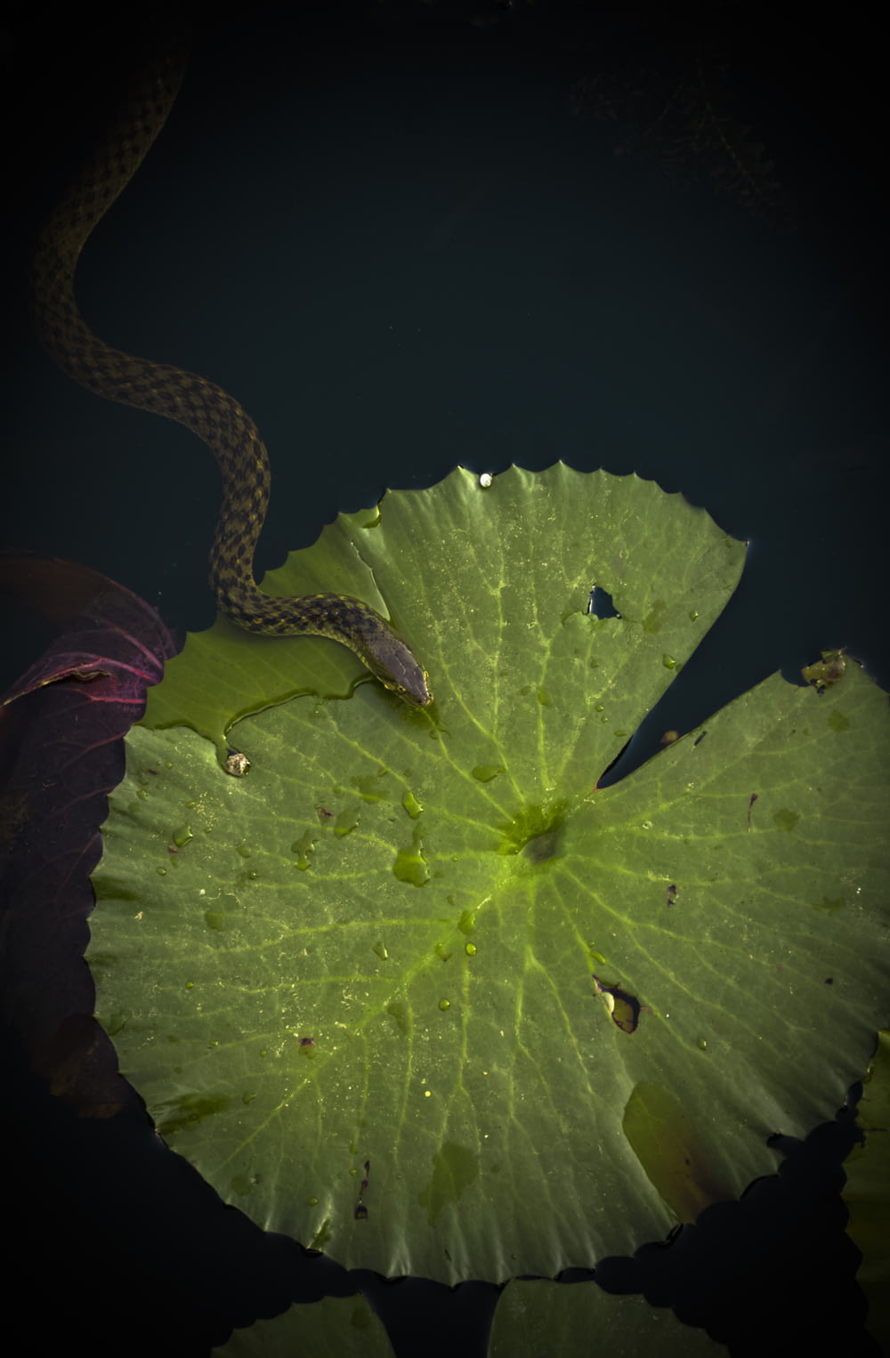 serpent brun sur le dessus d’une feuille verte