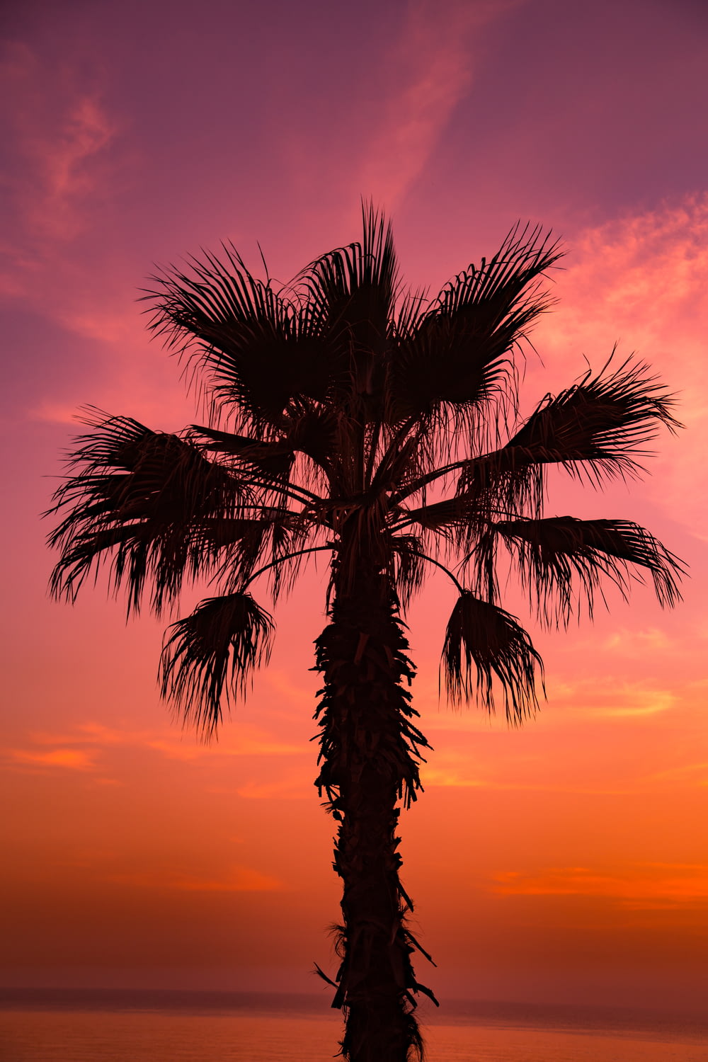 sago palm tree under pink sky at sunsetr