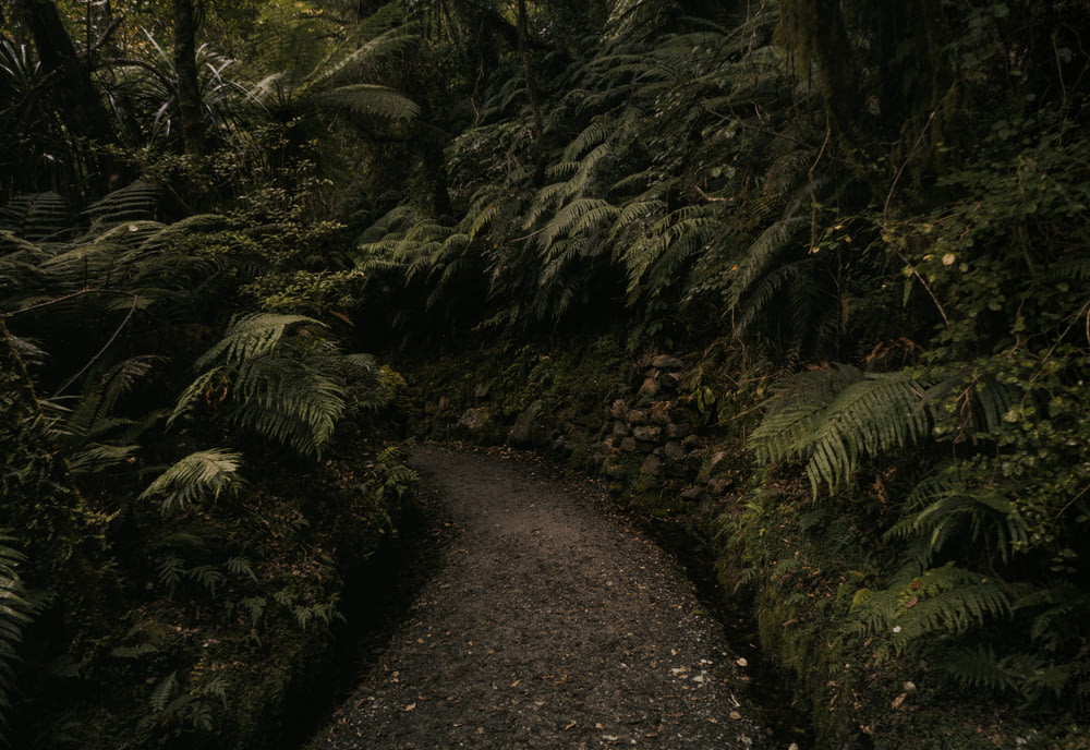 brown pathway surrounded by green pants on forest