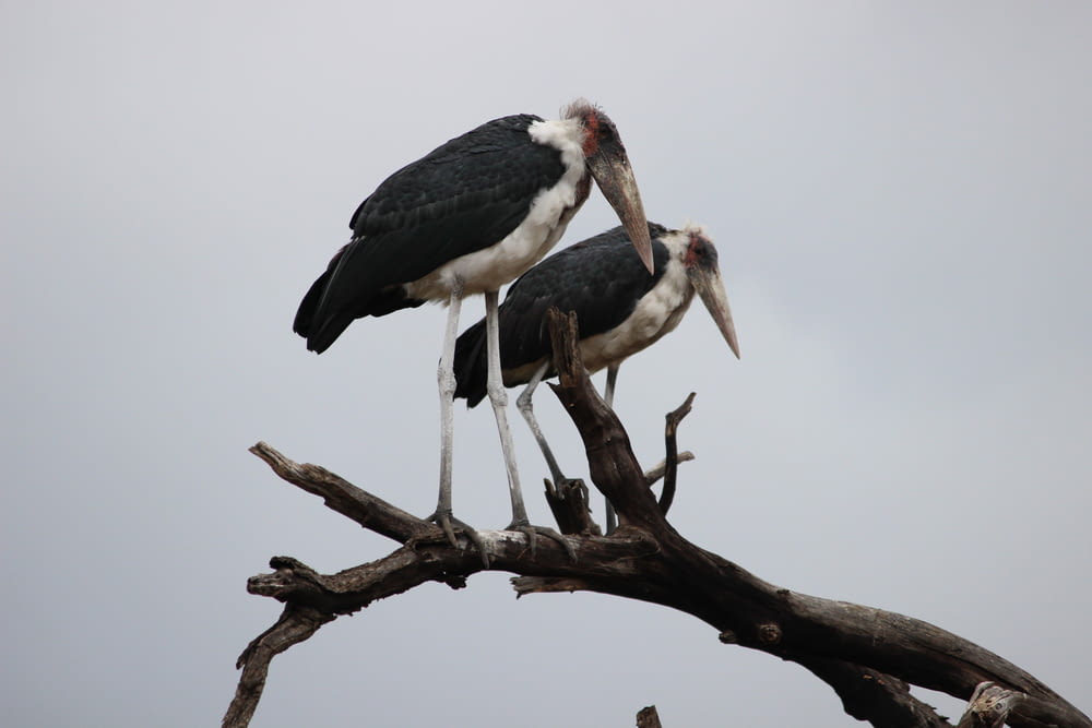 two black-and-white birds on tree under cloudy skies