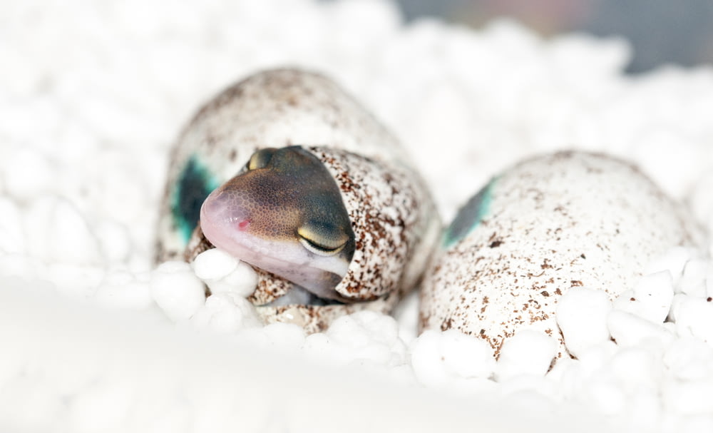 hatched gecko on foam