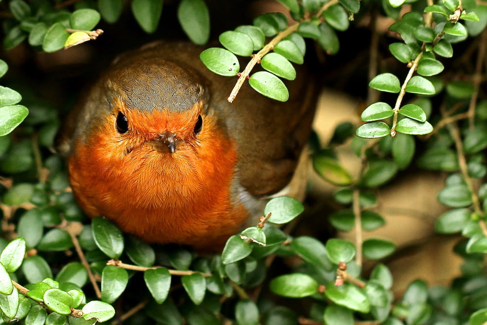 brown and orange bird perched on green plant during daytime