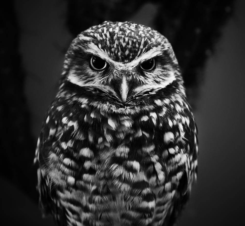selective focus grayscale photography of owl