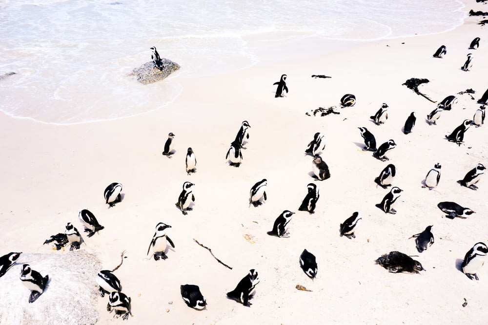 Gruppe von Pinguinen blickt an die Küste