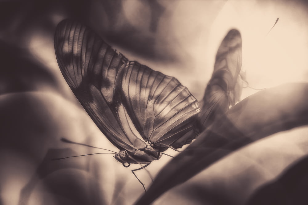 Photographie de papillon en niveaux de gris